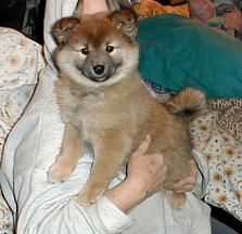 bebe-shiba-poils-long