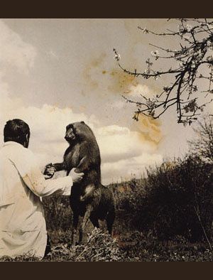 fontcuberta-fauna20 300