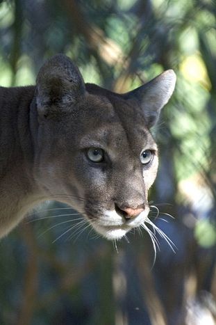 Everglades_National_Park_Florida_Panther.jpg