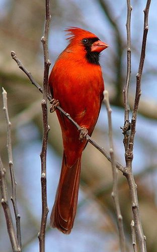 375px-Northern Cardinal Male-27527-3