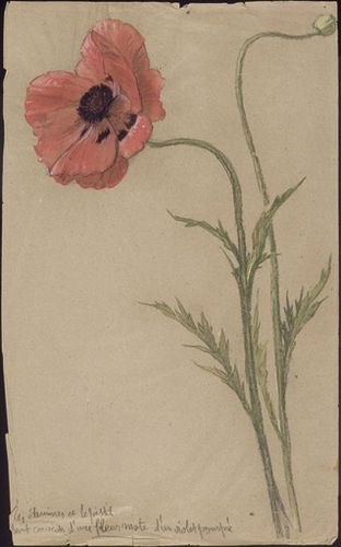 1001 coquelicot