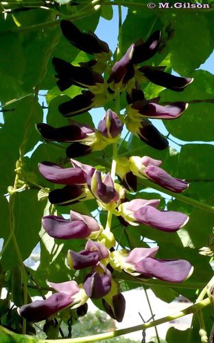 med-n-1-mascate-mucuna-pruriens-visoflora-22103.jpg
