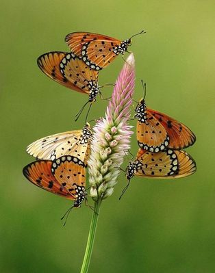 animal-papillons65.jpg