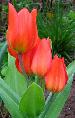 tulipa-praestans-Fusilier-29-avr-09.jpg