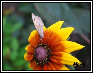 http://img.over-blog.com/318x252/2/06/31/35/photos-de-vacances/papillonrub-chia.jpg
