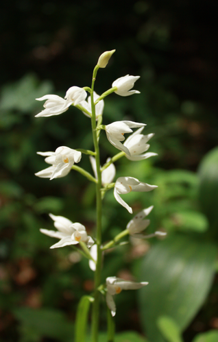 Cephalanthere-a-longues-feuilles-3.png