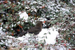 NEIGE-janvier-2010 4041