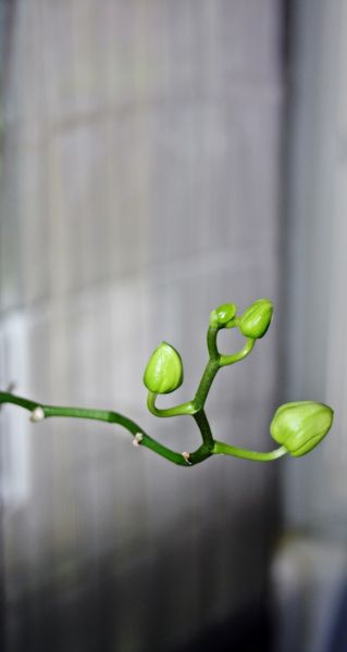 Blanche-en-boutons.JPG