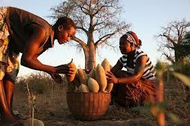 Baobab.jpeg