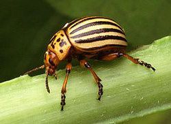 Fichier-Colorado potato beetle