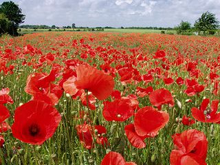Coquelicots 3