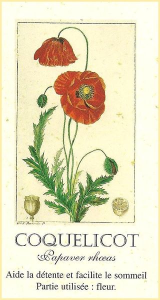 Coquelicot.jpg