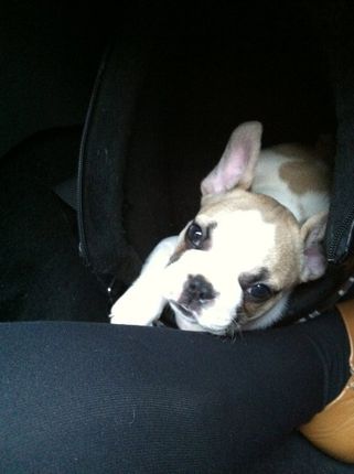 dogssport-Wiky-3