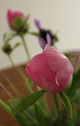 pivoine-detail.jpg