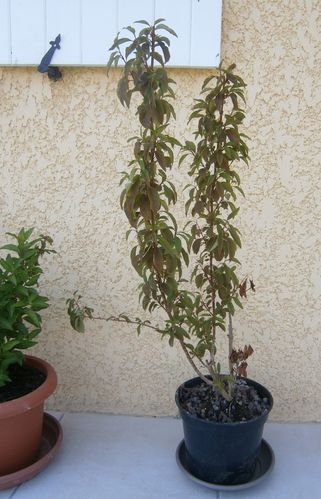 forsythia malade mai 2012
