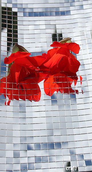 27aout2011-miroir-glaieul-018-a.jpg