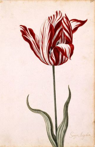 387px-Semper Augustus Tulip 17th century