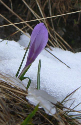 crocus2