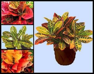 croton-plant