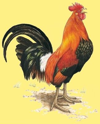 animal poule-coq 00 art