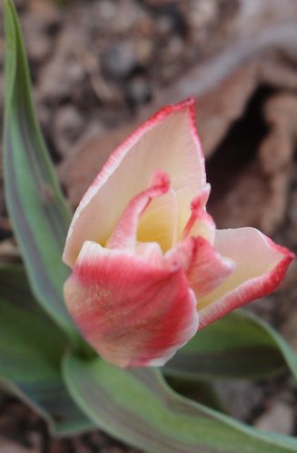 Tulipe heart's delight 1