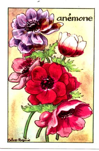 fleur012.jpg
