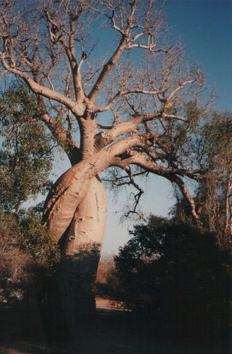 BAOBABS AMOUREUX