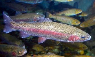 COLORADO rainbow trout TN IMG 5857 web