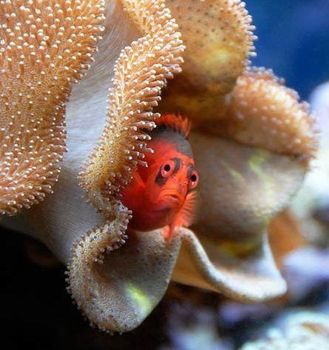 animal poisson divers4