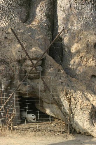 594-Baobab-sacre-ayant-servi-de-tombe-a-des-griots--troub.jpg
