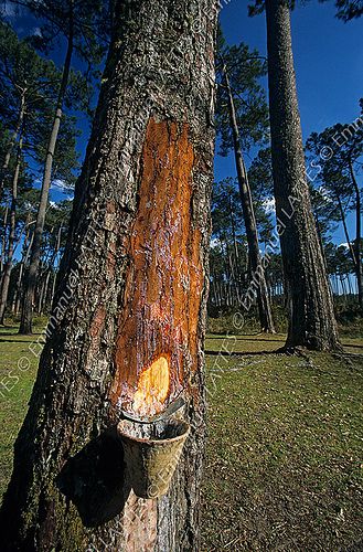 seve-pins-des-landes.jpg