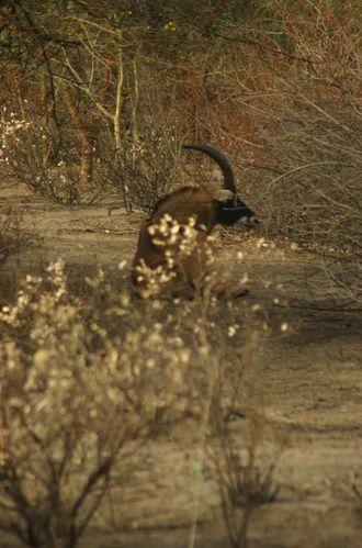 536-Une-antiloppe-cheval-Hipodrague-jpg