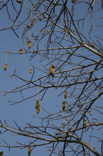 014-Le-pain-de-singe--fruit-du-baobab-effice-contre-le--rhu.jpg