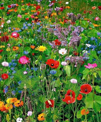 saison été fleurs prairie
