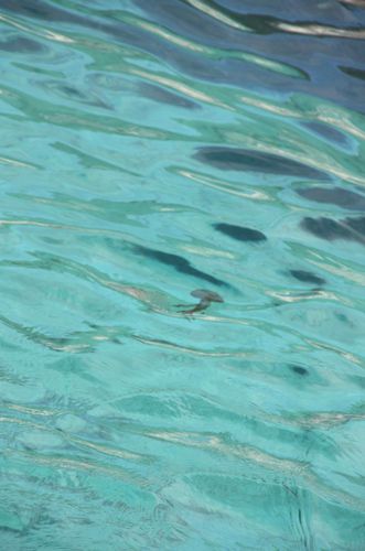 Corse 556 Petite méduse dans les eaux claires de Bonifacio