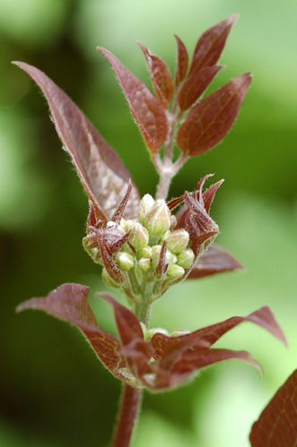 clematite.jpg