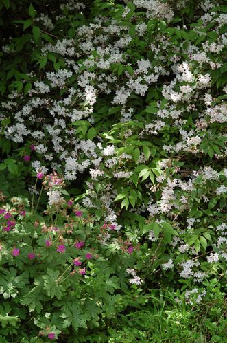 deutzia.jpg