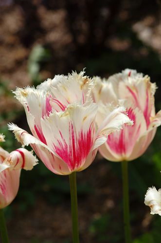 tulipe.jpg