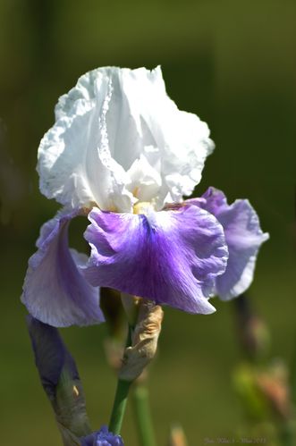 iris bleu-blanc