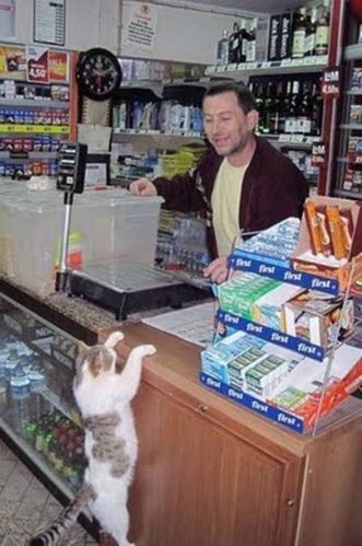 cat-chat-samedi-saturday-caturday-chamedi.jpg