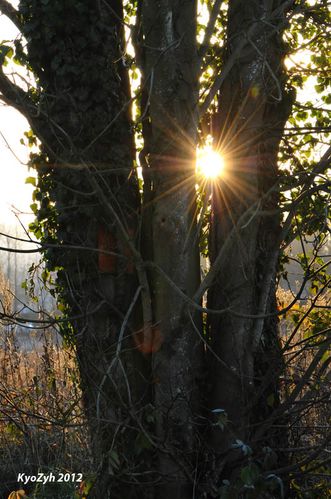 Morning Sunlight