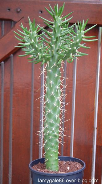 Copie-de-DSC_0359.JPG