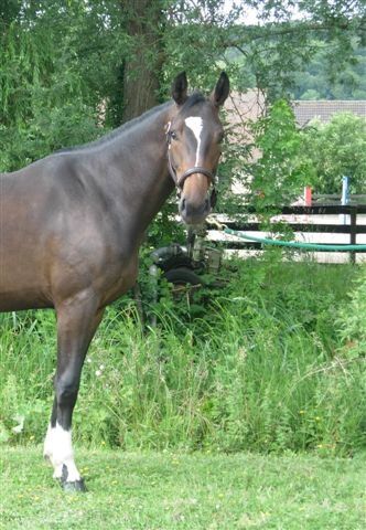 Jolie jument baie Epona.jpg