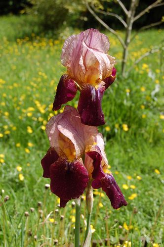 Nature-et-jardin-25 0162