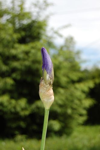 Nature-et-jardin-25 0168