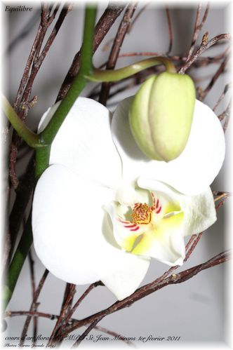 2011 01 02 equilibre (orchidee)