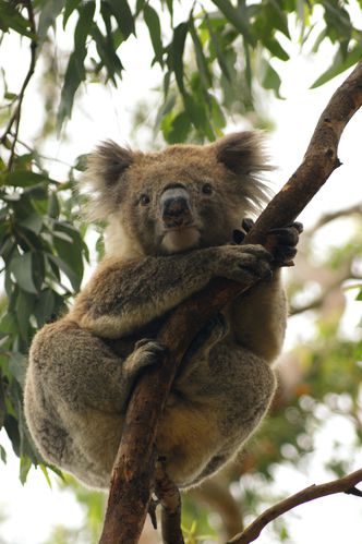 Adorable koala