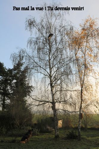 Flamme--4-.JPG