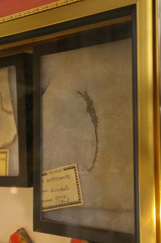 hippo-fossile-expo-Pau.jpg