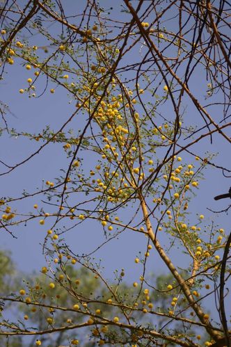 099-Un-mimosa-senegalais-jpg